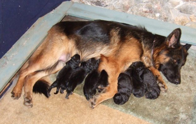Mum with pups
